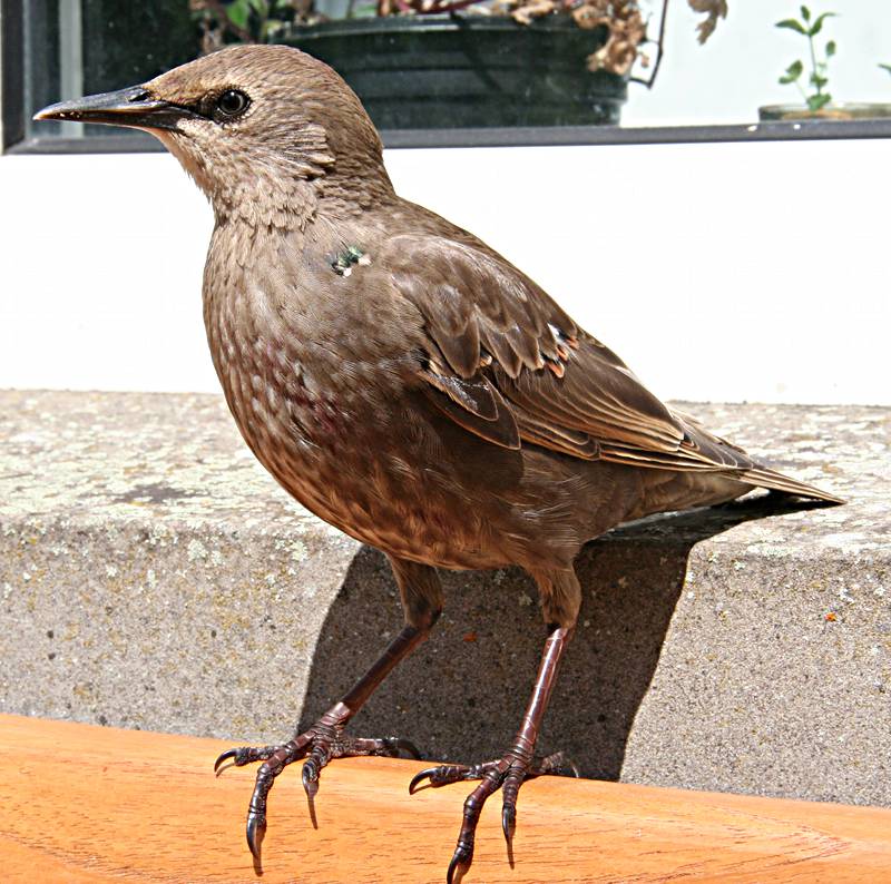 Starling