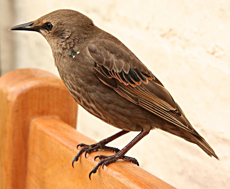 Starling