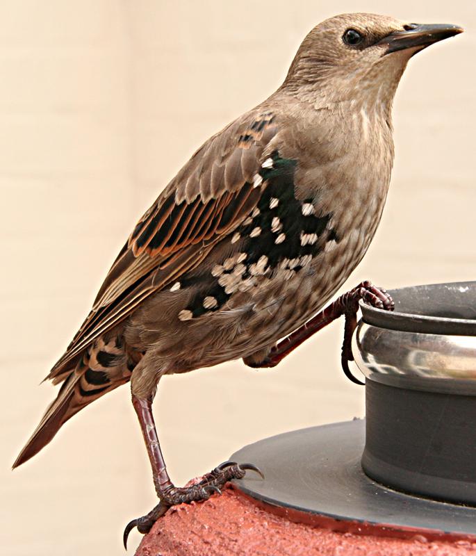 Starling