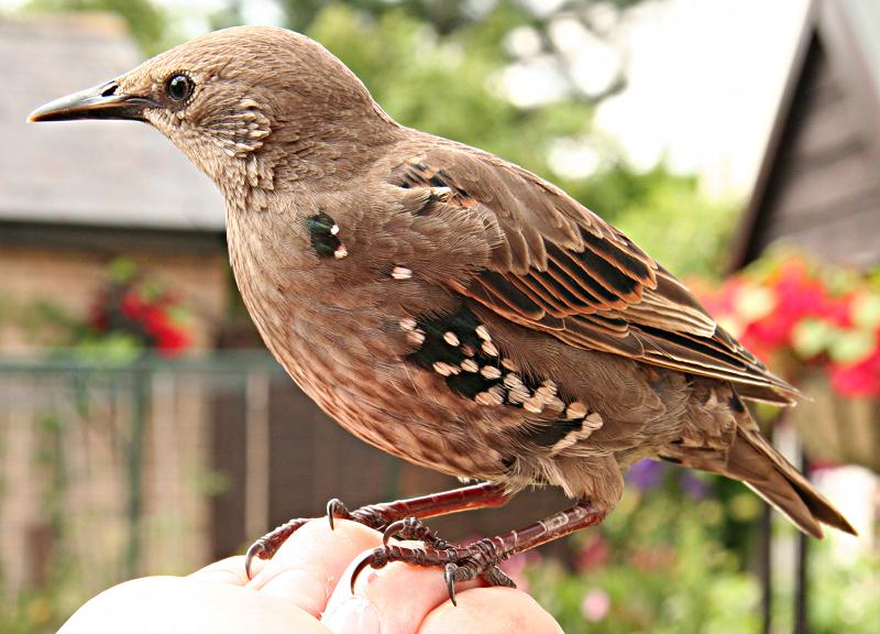 Starling