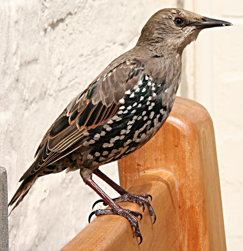 Starling