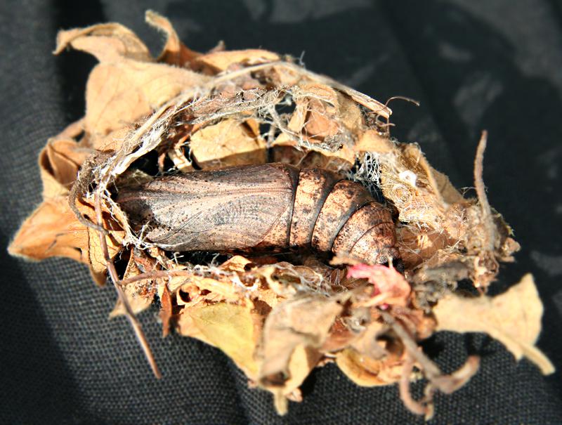 Deilephila elpenor (Elephant Hawk-moth)