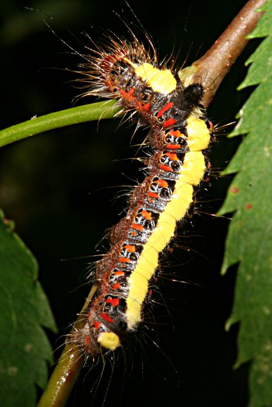 Acronicta psi (Grey Dagger)