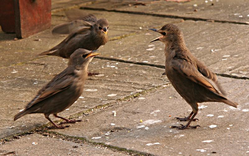 Starlings