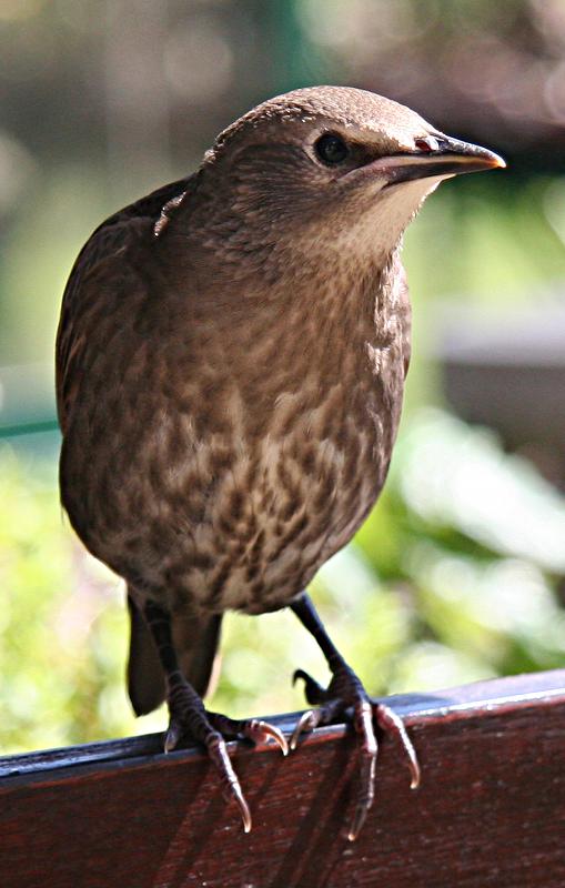 Starling