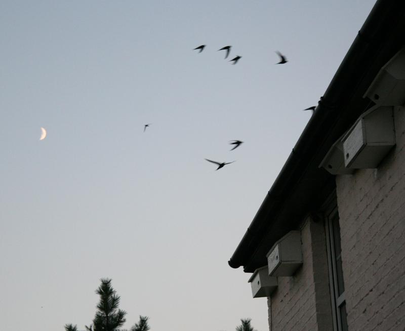 Swifts