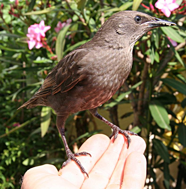 Starling