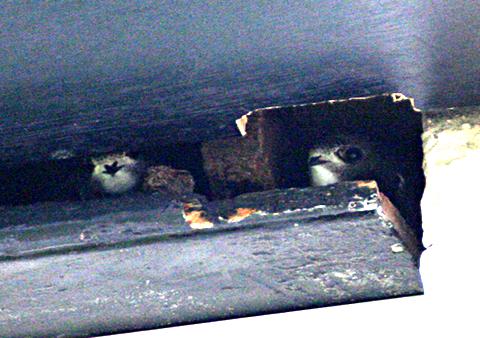 Young swifts looking out