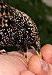 Starling