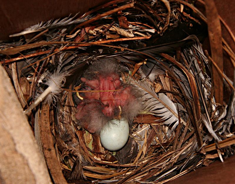 Starling nest and nestlings