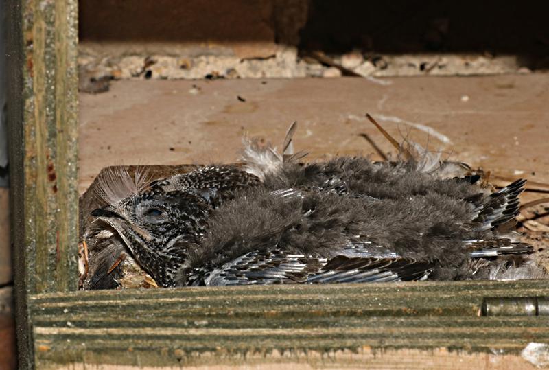 Gable internal swift box with chicks