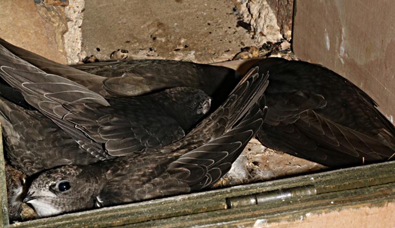 Gable internal swift box with chicks