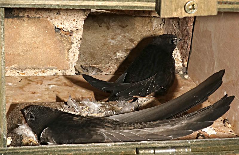 Gable internal swift box with chicks