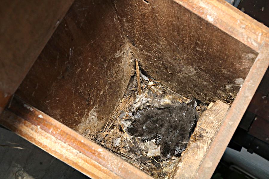 Swift chicks in 'starling' box #sb2