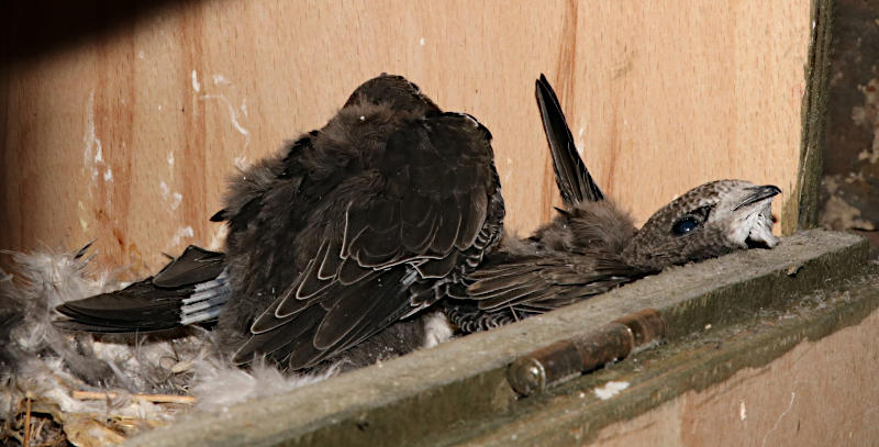 Swift chicks in gable nestbox #g5
