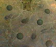 Frogspawn 3 days