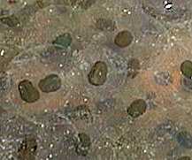 Frogspawn 8 days