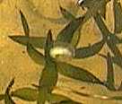 Newt egg