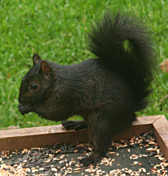 Sciurus carolinensis (black)