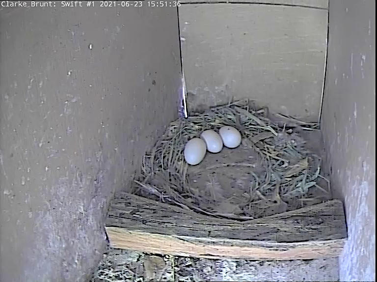 Camera swift box #1 wooden barrier to keep eggs in place