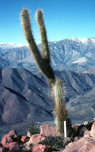 Eulychnia species