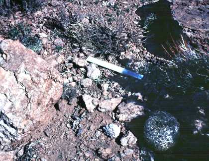 View with Neoporteria and Eriosyce