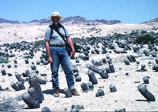 Copiapoa cinerea var. columna-alba