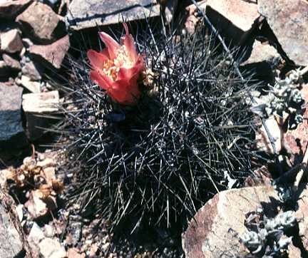 Copiapoa rupestris 'rubriflora'
