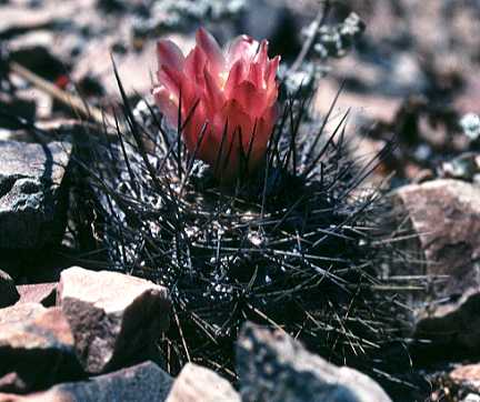 Copiapoa rupestris 'rubriflora'
