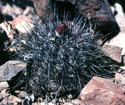 Copiapoa rupestris 'rubriflora'