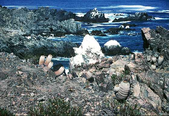 Copiapoa cinerea var. gigantea