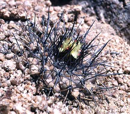 Copiapoa 'esmeraldana'
