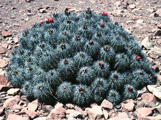 Copiapoa desertorum