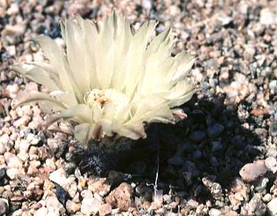 Neoporteria esmeraldana