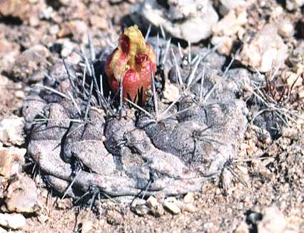 Copiapoa 'esmeraldana'