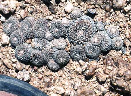 Copiapoa laui