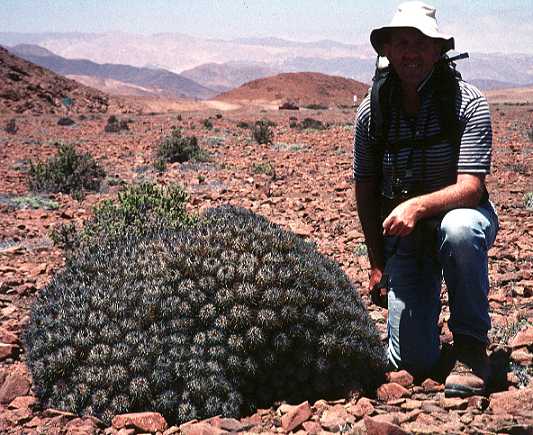 Copiapoa desertorum