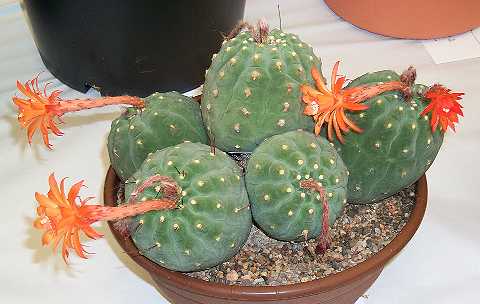 Matucana madisoniorum