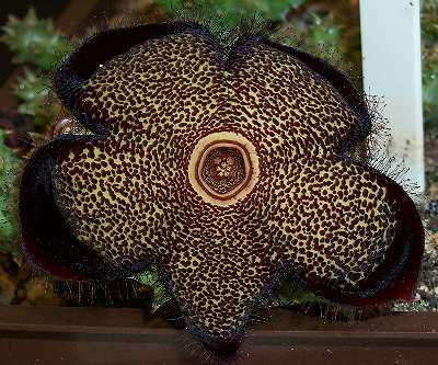 Edithcolea grandis