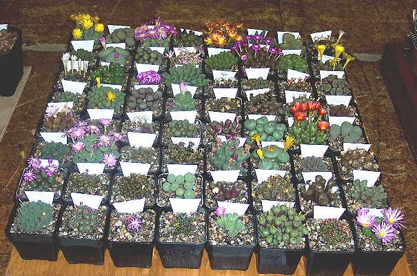 Conophytum exhibit