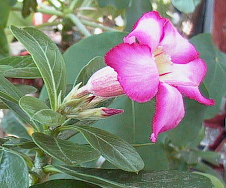 Adenium obesum