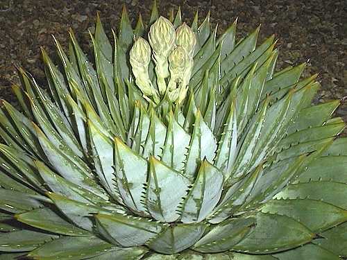 Aloe polyphylla