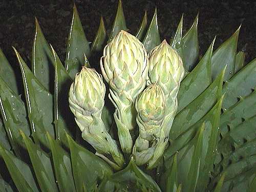 Aloe polyphylla