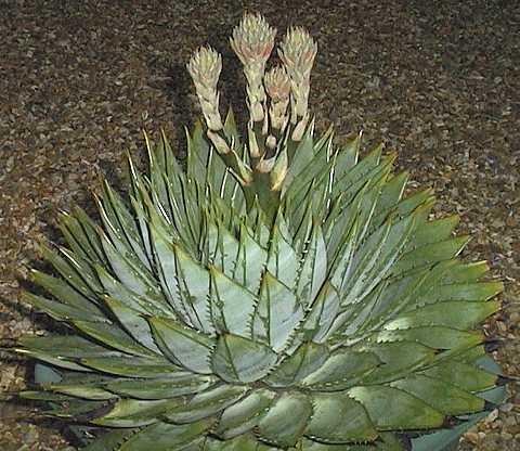 Aloe polyphylla