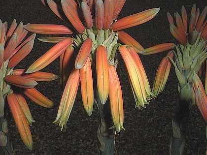 Aloe polyphylla