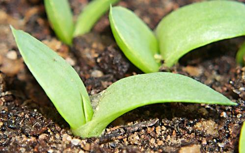 Aloe polyphylla seedling