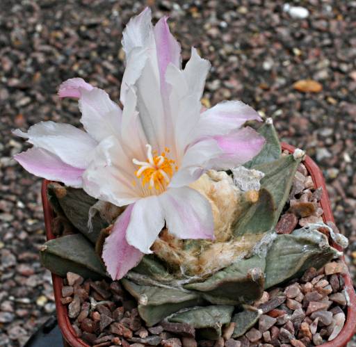 Ariocarpus retusus