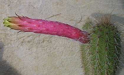 Cleistocactus sp.