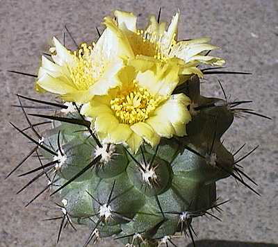 Copiapoa humilis ssp. australis