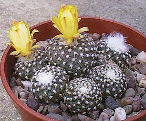 Copiapoa laui